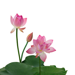 女媧娘娘指點如何修蓮花心法